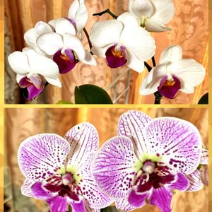 ミニ胡蝶蘭の画像