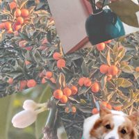 キンカン,フリージア,ロウバイ,今日のお花,暖かい朝の画像