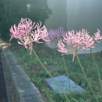 ダイヤモンドリリー,佐鳴湖,乱反射,お山の畑,サルニエンシス系の画像