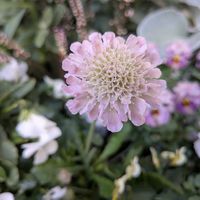 スカビオサ,ビオラの画像