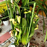 シンビジウムの画像