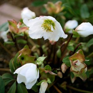 ヘレボルス ニゲル,福岡,備忘録,癒し…,記録の画像