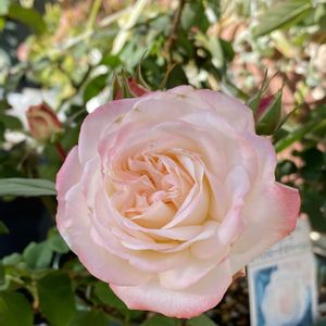 ミニバラ,ミニバラ ホワイトピーチオベーション,ミニバラ ホワイトピーチオベーション,ミニバラ ホワイトピーチオベーション,いつもありがとう♡の画像