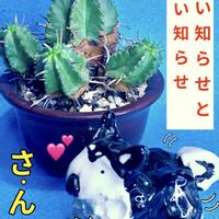 オベサ交配種,九頭竜,多肉植物,ユーフォルビア,ベランダ多肉の画像