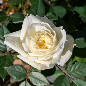 ミニバラ,ミニバラ コルダーナ,鉢植え,花のある暮らし,ミニバラ鉢植えの画像