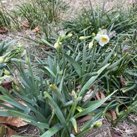 ガザニア,スイセン,クスノキ,iPhone撮影,犬とお散歩の画像