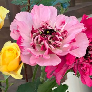 ラナンキュラス シャルロット,スプレーバラ フレア,アレンジ,切り花,花のある暮らしの画像