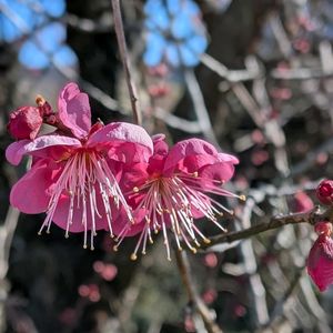 山野草,スマホ撮影,広い庭の画像