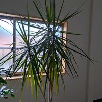 ドラセナの画像