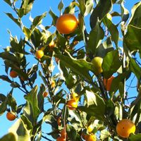 キンカン,花言葉,可愛い実,今日のお花,里山散策の画像