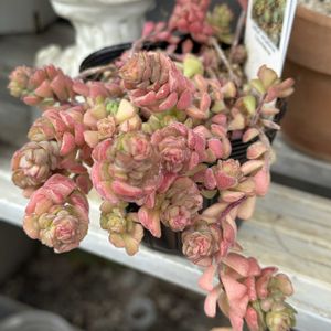 スプリングワンダー,セダム  ビアポップ,セダム属,エケベリア属,多肉大好きの画像