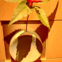 センリョウの画像