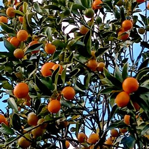 地植え,日当たりの良い場所,畑の画像