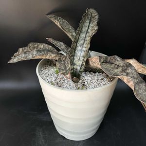 サンセベリア,多肉植物,観葉植物,ドラセナ属,珍奇植物の画像