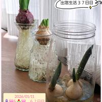 チューリップ,ヒヤシンス,☆yumi☆チューリップ水耕栽培,ステキ☆,ヒヤシンス水耕栽培の画像