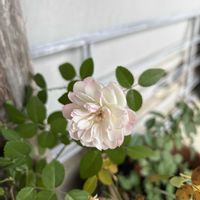 ミニバラ,ミニバラ・グリーンアイス,マイガーデン,花のある暮らし,バラ大好きの画像