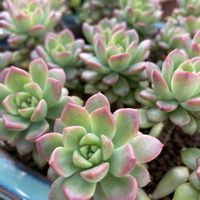 紅葉,朧月,デザートローズ,姫秀麗,マッコスの画像