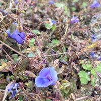 トレニア,スーパートレニア・カタリーナブルーリバー,スーパートレニア カタリーナ,庭の画像