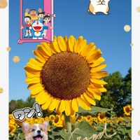 ヒマワリ,ひまわり畑,過去pic,ドラえもん,ワンワン祭りの画像