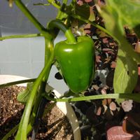 ピーマンの画像