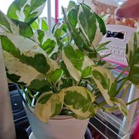 ポトス,ポトス,ポトス・エンジョイ,ポトス・エンジョイ,観葉植物の画像