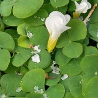 オキザリス,カラー,ルビーネックレスの画像