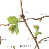 ブドウ,ぶどう,室内栽培,鉢栽培,新梢の伸長の画像