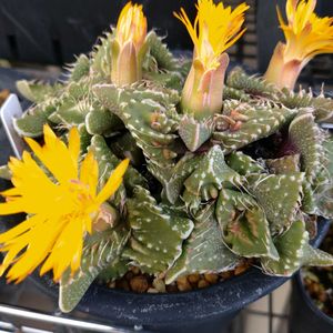 ビザール プランツ,多肉植物,メセン,フォーカリア属,ビザールプランツの画像