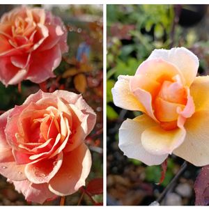 ミニバラ,自宅の花の画像