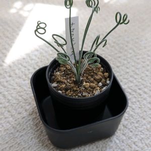 アルブカ ナマクエンシス,今日の一枚,珍奇植物,アルブカ属,おうち園芸の画像