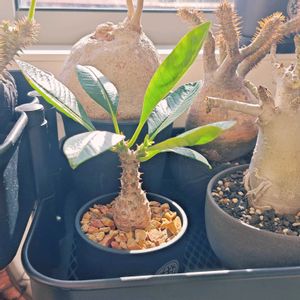 パキポディウム・ウィンゾリー,塊根植物,花芽,鶴仙園,ビザール・プランツの画像