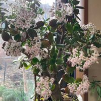 金のなる木の画像