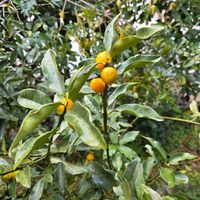 NO GREEN  NO LIFE,今日のお花,寒い〜,見てくれてありがとう♡,GSの皆さまに感謝♡の画像