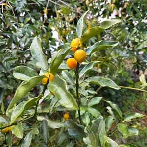 NO GREEN  NO LIFE,今日のお花,寒い〜,見てくれてありがとう♡,GSの皆さまに感謝♡の画像