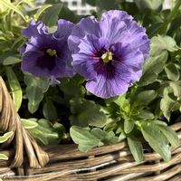 アリッサム,アリッサム,ビオラ,ビオラ　レディ,ビオラ　レディの画像