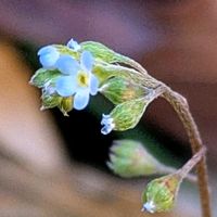 キュウリグサ,冬芽と葉痕,冬芽と葉痕,平和を願う,神代植物公園植物多様性センターの画像