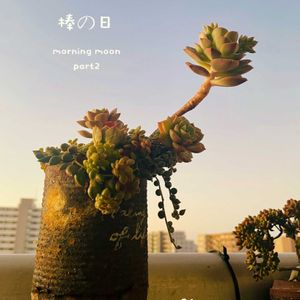 ミルクブッシュ,みどり牡丹,多肉植物,普及種,多肉寄せ植えの画像