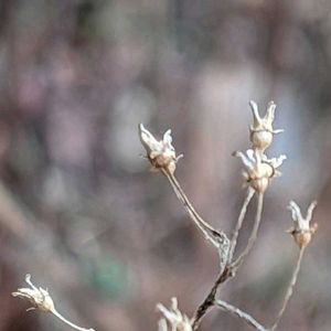 ハナミズキ,モミジ,イロハモミジ,いろは紅葉,コアジサイの画像