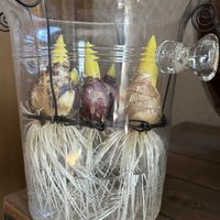 ヒヤシンス 水耕栽培,水耕栽培,チーム魔女っ子,ほんわか♥️ほんのり,ドジっ子の画像