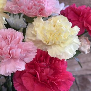 カーネーション,ゼラニウム,ハイビスカスサマーブリーズ,二十歳の門出,職場の植物の画像