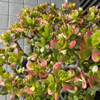 金のなる木の画像