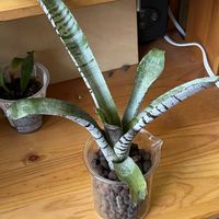 エクメア・チャンティニー,観葉植物,ハイドロカルチャー,パイナップル科,エクメアの画像