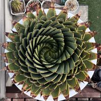 アロエ,ポリフィラ,アロエポリフィラ,アロエポリフィラ,アロエ  ポリフィラの画像