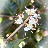 ヒイラギ,GSのみなさんに感謝♡,お花を楽しむ,お疲れ様です♡,心穏やかに♡の画像