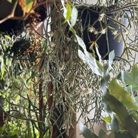 リプサリス,リプサリス　フロストシュガー,ハンギングの画像