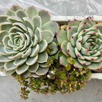 チワワエンシス,ブロウメアナ,ダイソー謎ベリア,多肉植物,エケベリア属の画像