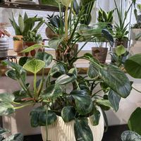 フィロデンドロン,フィロデンドロン・バーキン,フィロデンドロン・バーキン,窓辺の画像