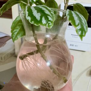 シクラメン,ピレア,ピレア・カディエレイ,シクラメン イリュージア,シクラメン・イリュージア・ピンクラテの画像