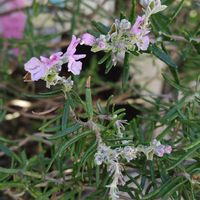 ローズマリー,寄せ植え,鉢植え,かわいい花,玄関アプローチの画像