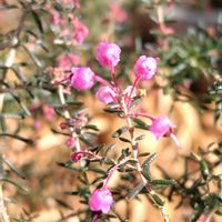 エリカ,鉢植え,我が家の庭,かわいい花の画像